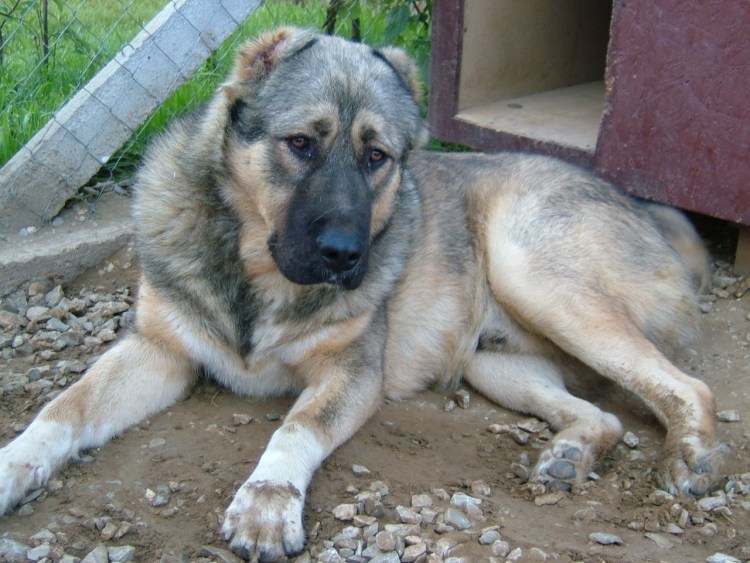 Метис овчарки