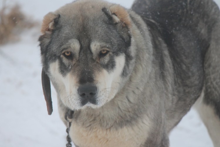 Тибетский алабай