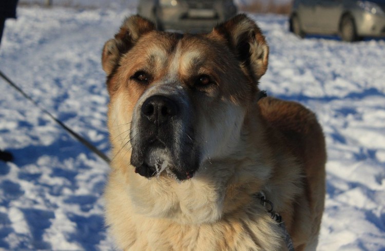 Алабай метис с овчаркой