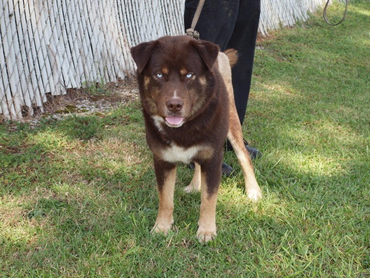 Метис кавказца и алабая