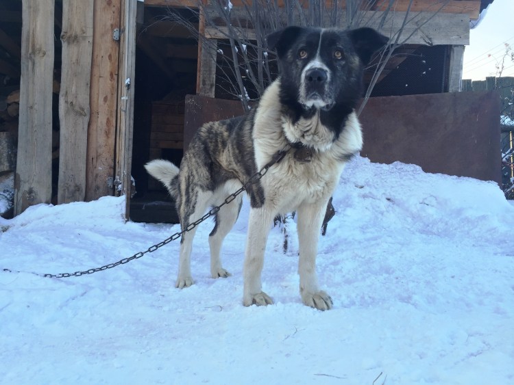 Алабай метис с овчаркой