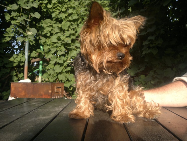 Кучерявый Йоркширский терьер