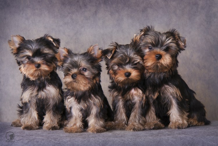 Мальтипу кокапу Кавапу