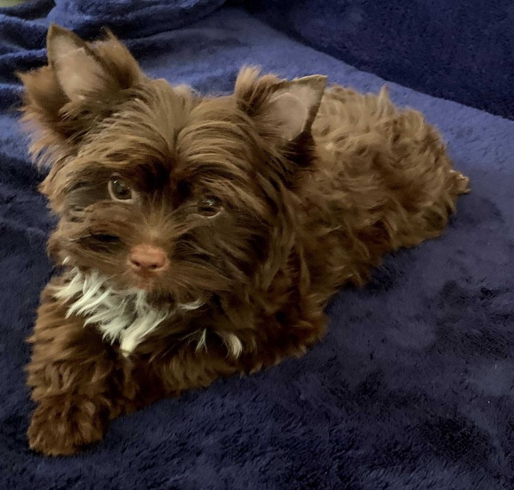 Кудрявый Йоркширский терьер