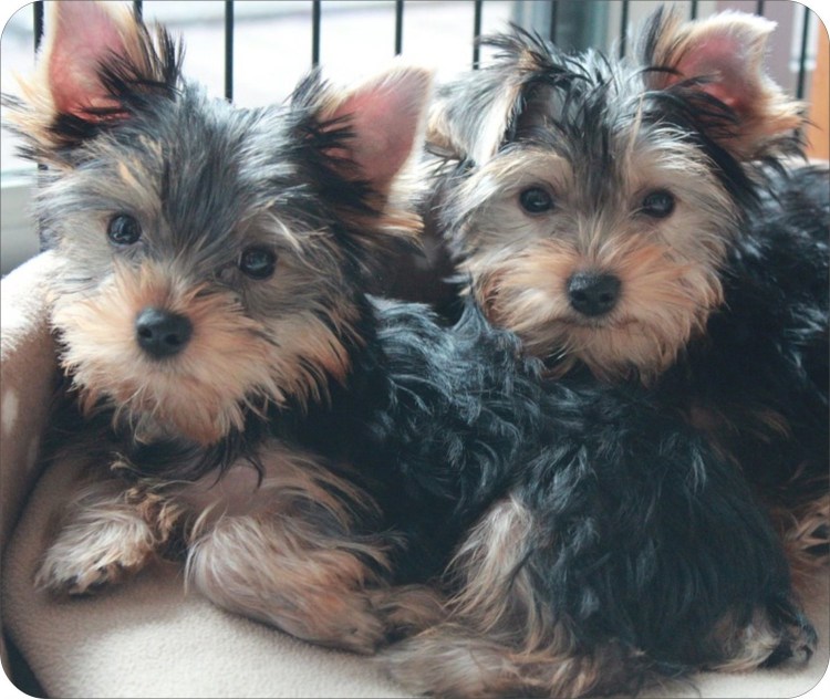 Йоркширский терьер сзади