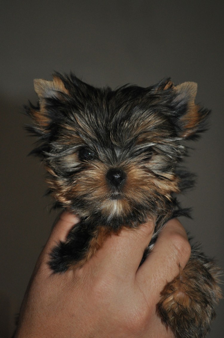 Кучерявый Йоркширский терьер