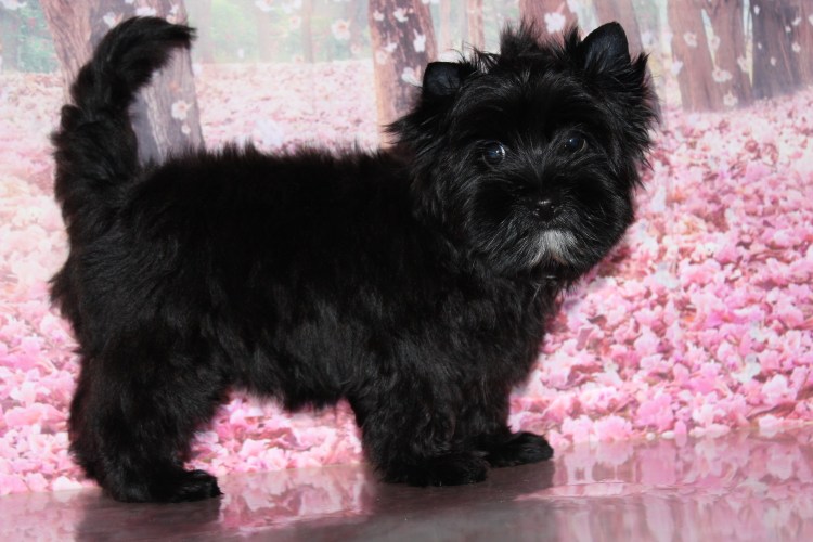 Карликовый Йоркширский терьер