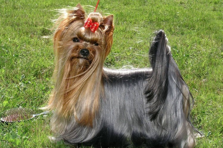 Машинка для стрижки собак