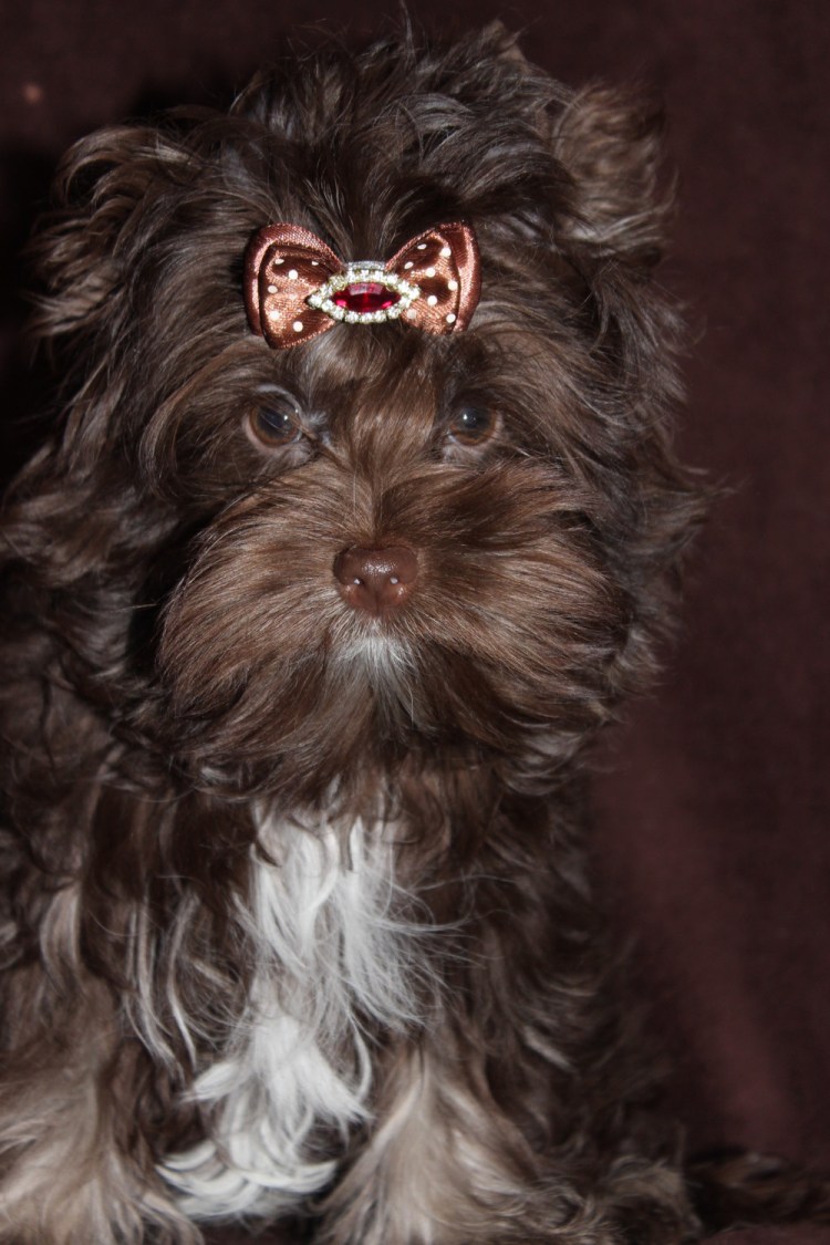 Йоркширский терьер стандарт и мини