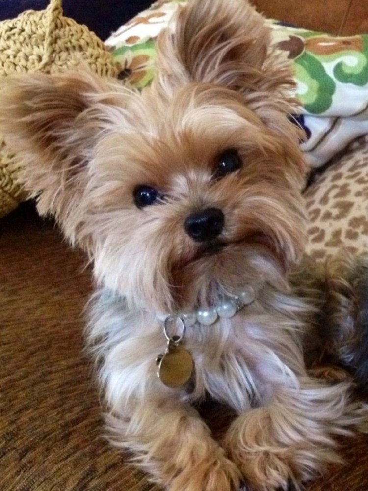 Ёрк шистый терьер чёрный