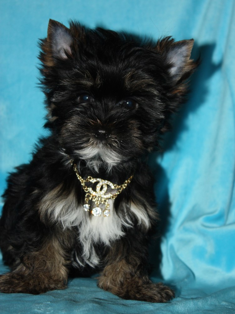 Шорки терьер