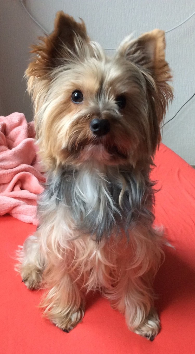 Нестриженный Йоркширский терьер