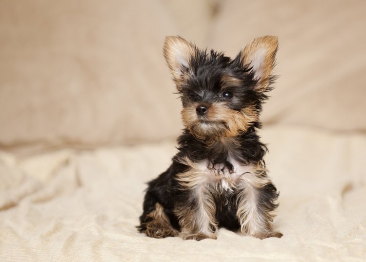 Жесткошерстный Йоркширский терьер