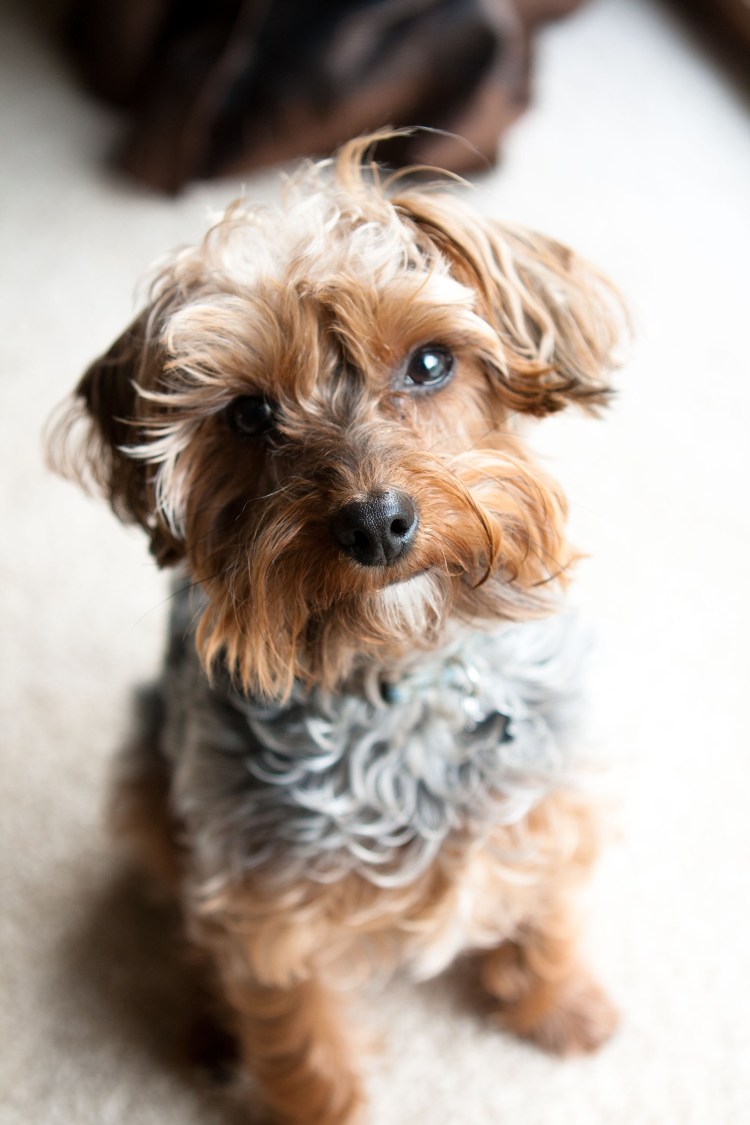 Стрижка Йорка до и после