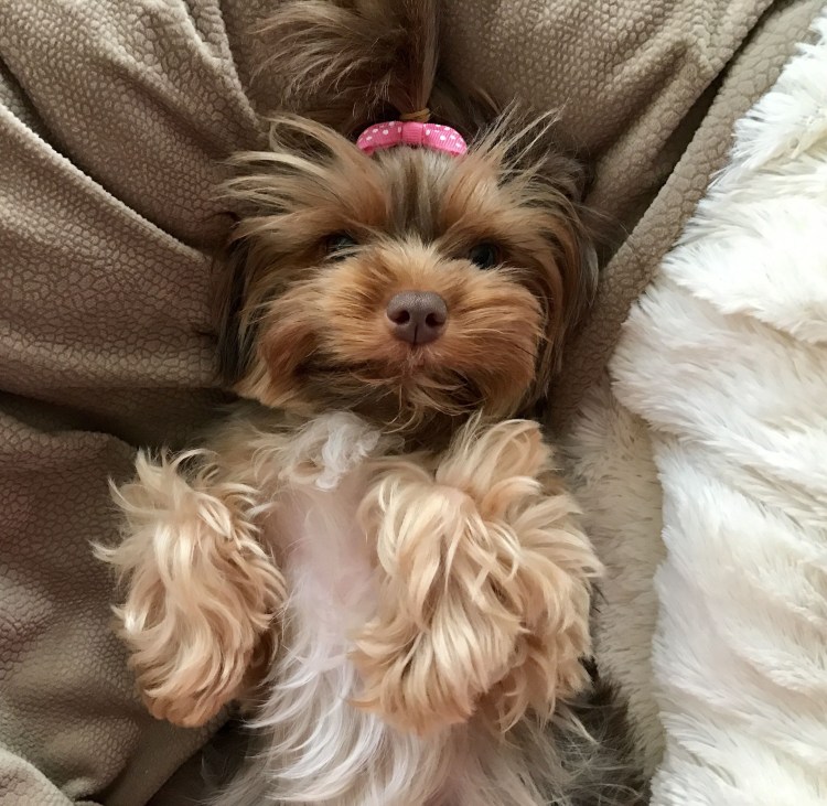 Йорк Сильвия