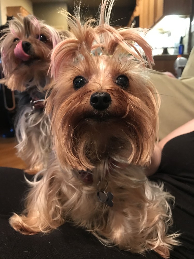 Черный Йорк