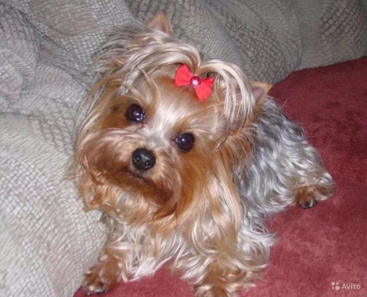 Шоколадный Йоркширский терьер