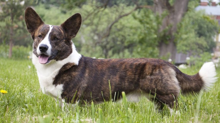 Порода вельш корги