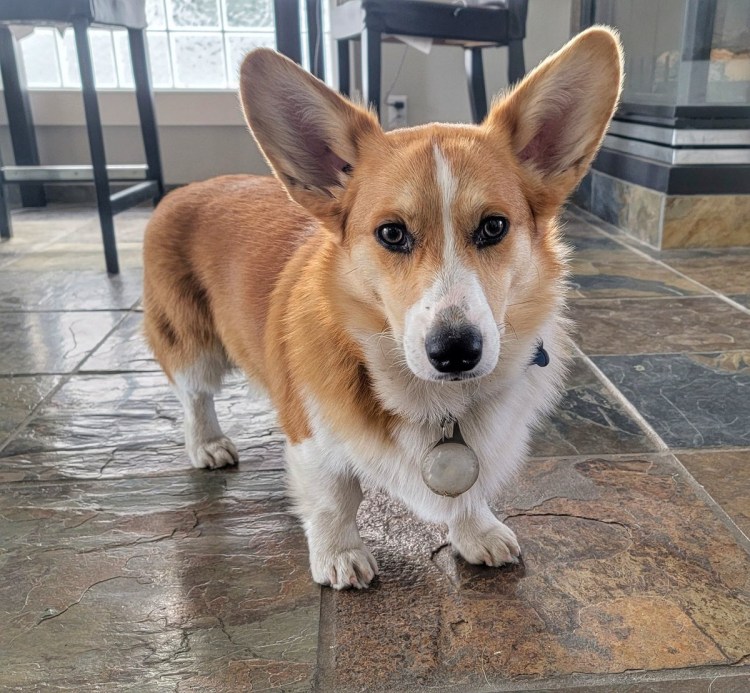 Порода вельш корги