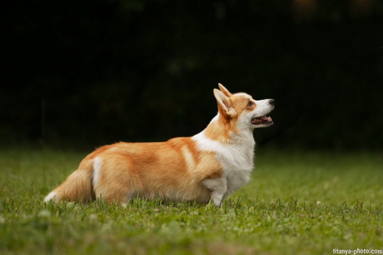 Пемброк валлийский корги