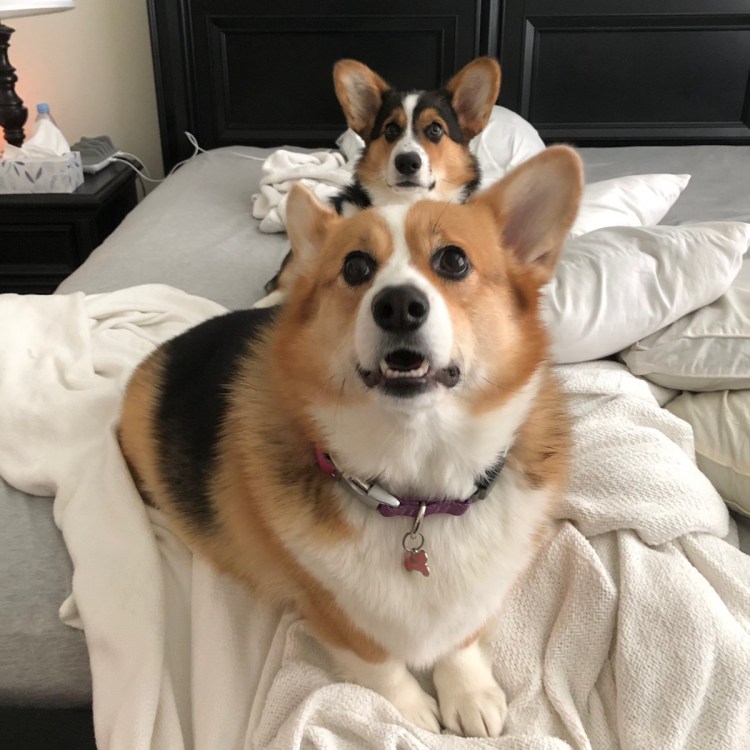 Вельш корги пемброк сзади