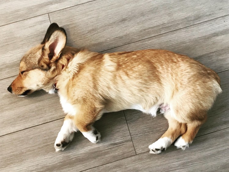 Бигль и корги метис