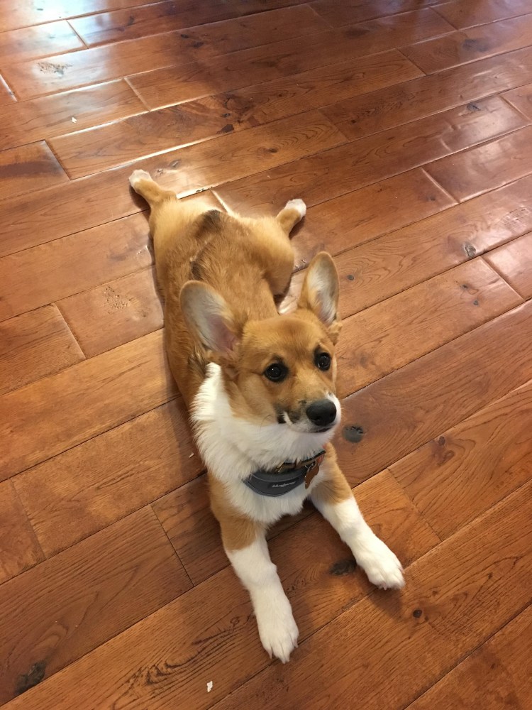 Вельш-корги пемброков