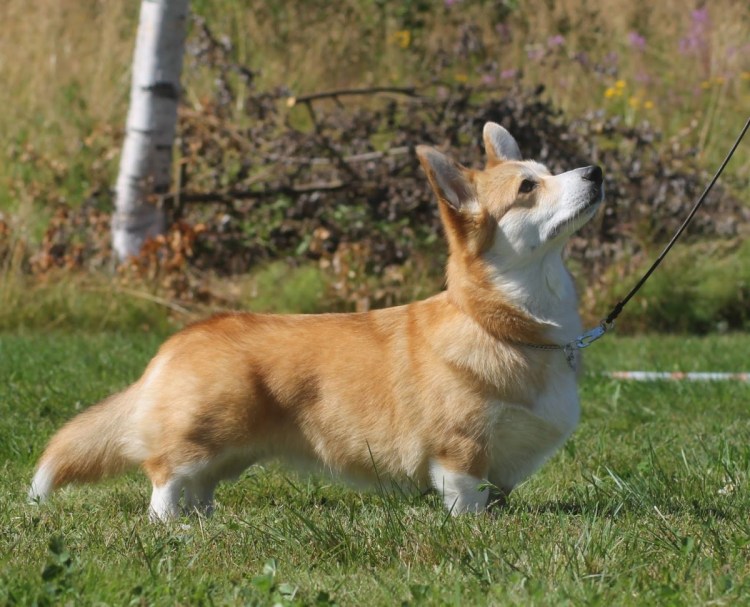 Вельш корги терьер гладкошерстный