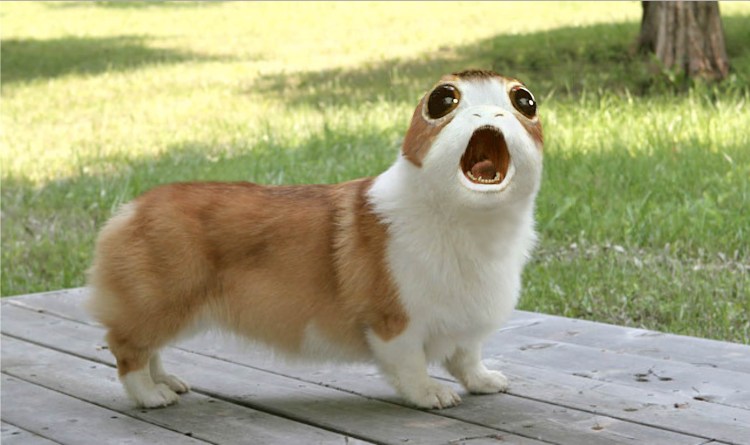 Корги сзади с хвостом