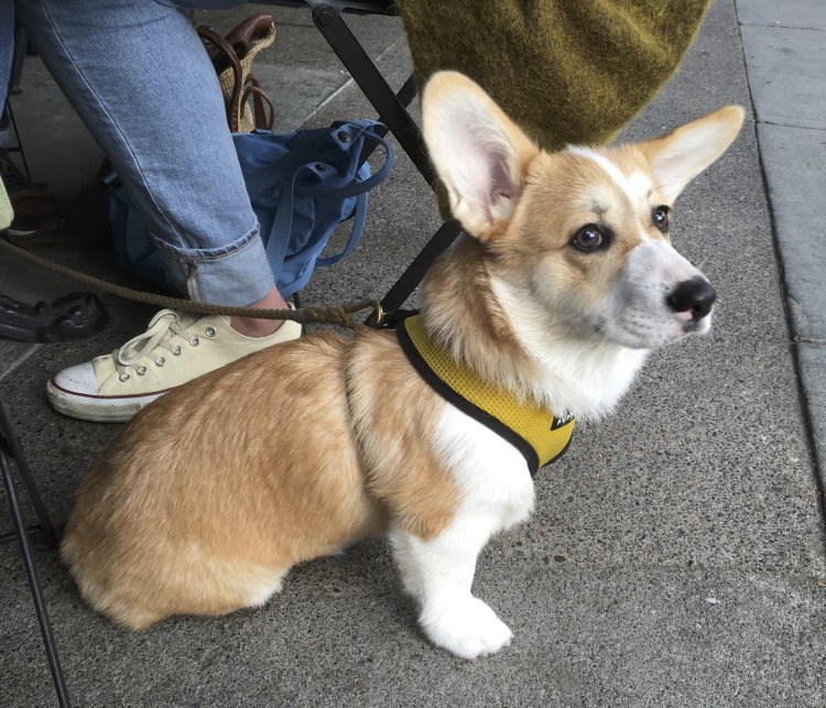 Вельш корги флаффи