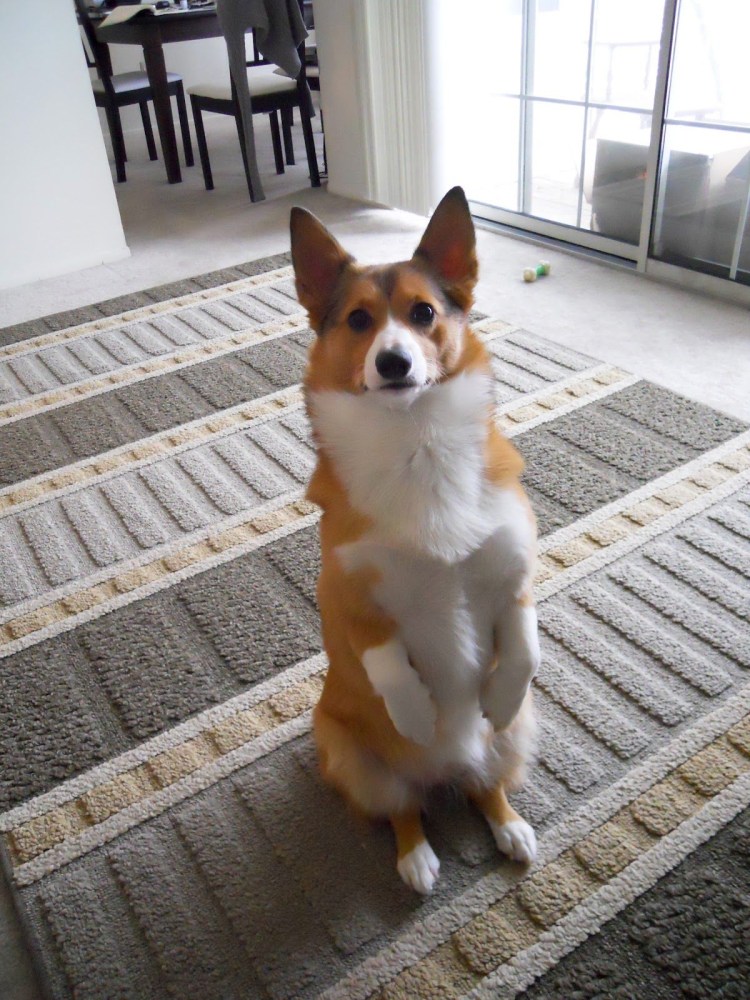 Корги гладкошерстный