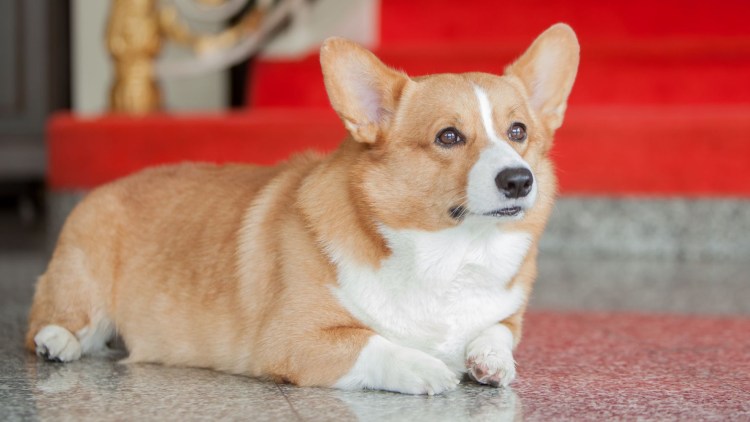 Вельш корги рыжий