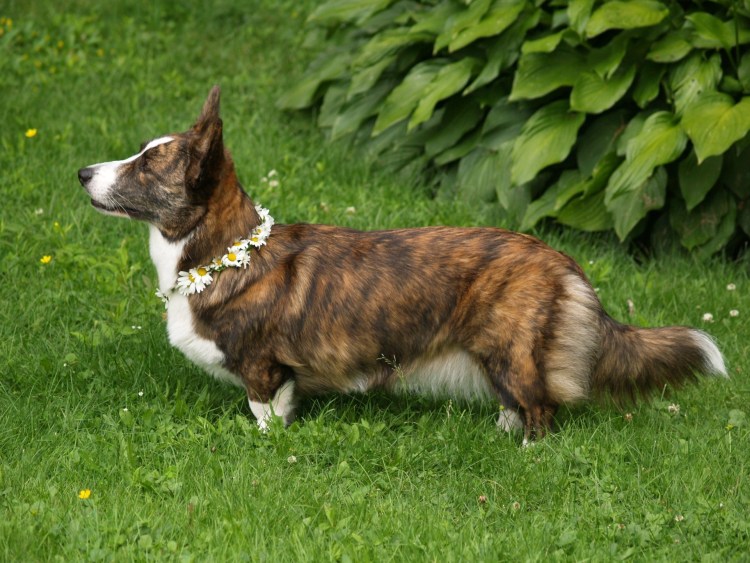 Корги коротколапые