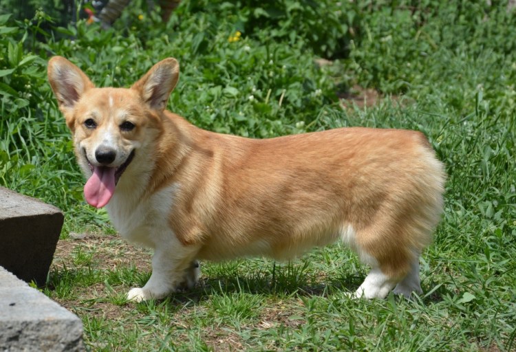 Корги китайская порода