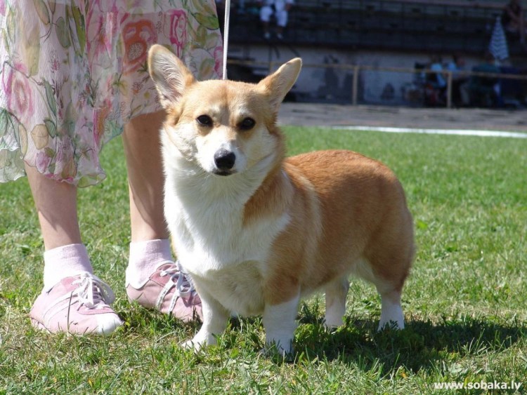 Корги шнауцер