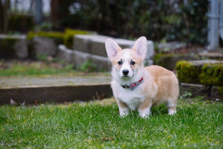 Вельш корги пемброк