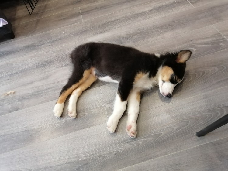 Вельш корги Размеры