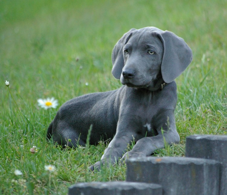 Собака вейнерамара