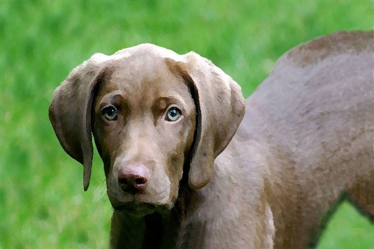 Веймаранер щенок Love