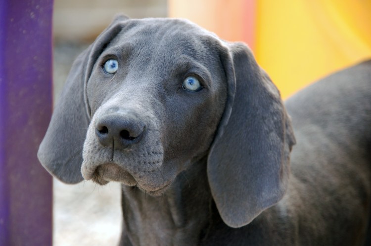 Веймаранер голубой