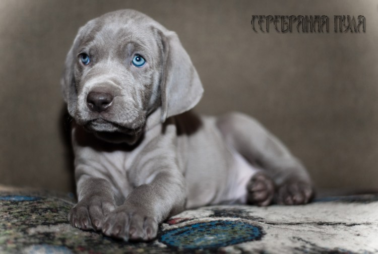 Weimaraner w3