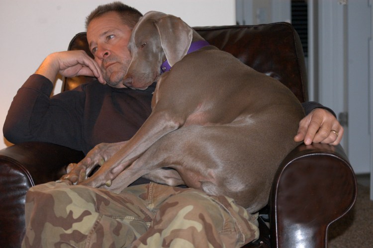 Веймаранер (Веймарская легавая)