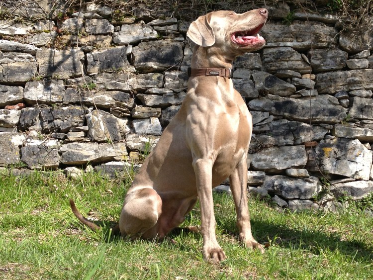 Выжла венгерская легавая щенки