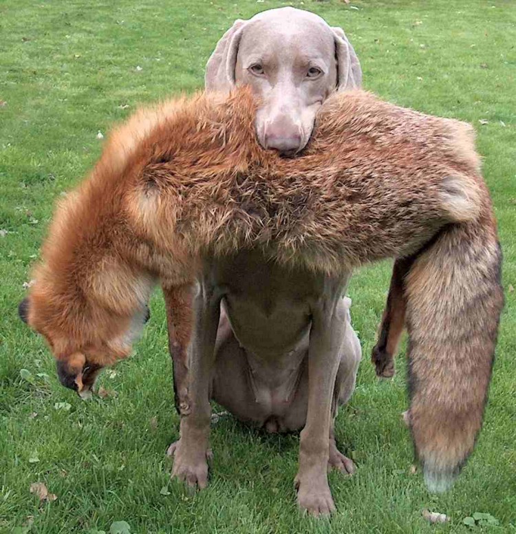 Веймаранер (Веймарская легавая)