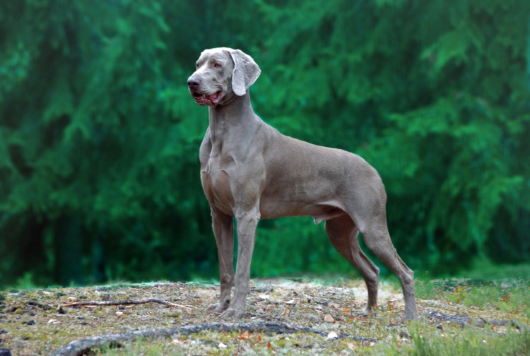 Гончая Веймаранер