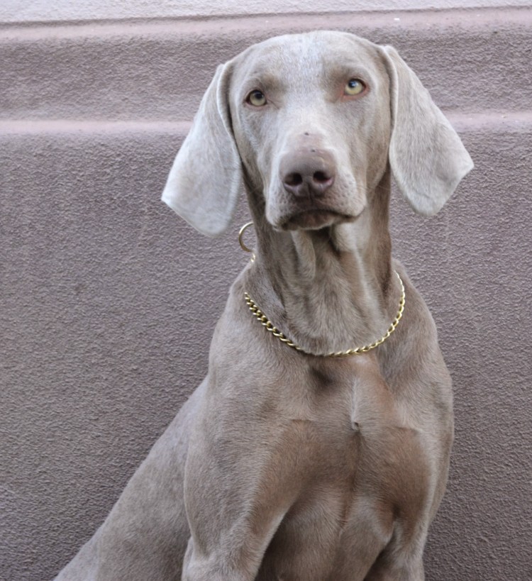 Легавая Курцхаар