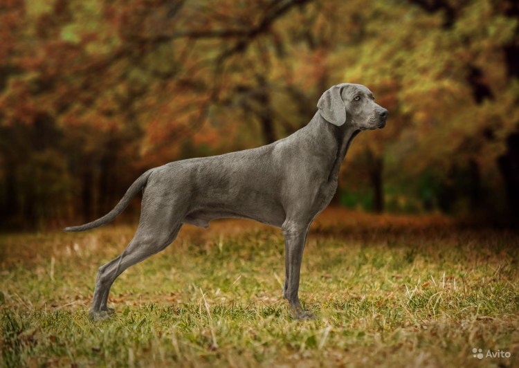 Веймаранер (Веймарская легавая)