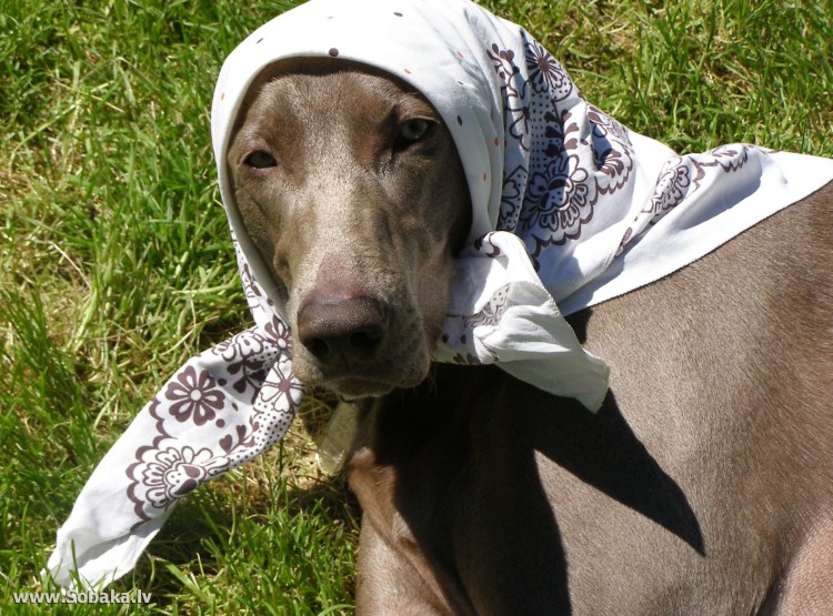 Веймаранер (Веймарская легавая)