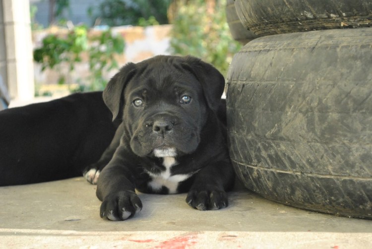 Щенок Кане Корсо 2