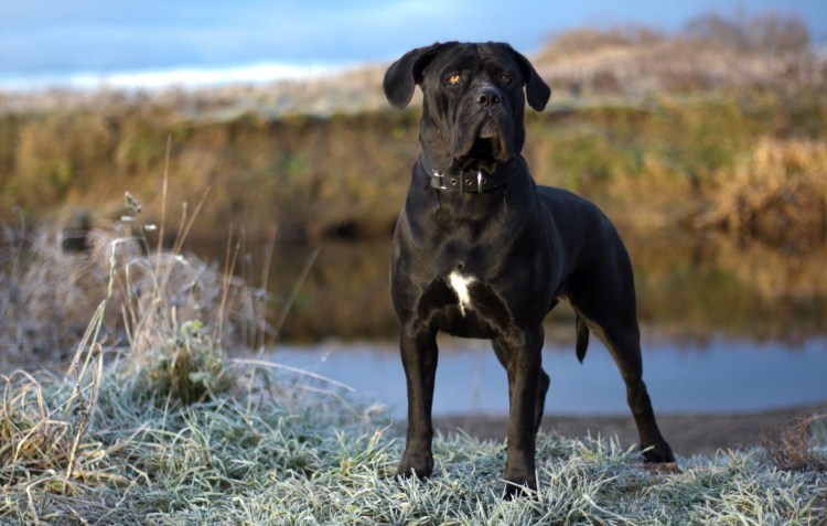 Итальянский мастиф Кане-Корсо